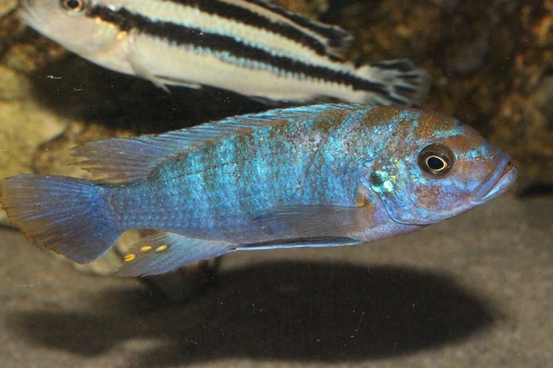 Maylandia zebra 'Masinje'